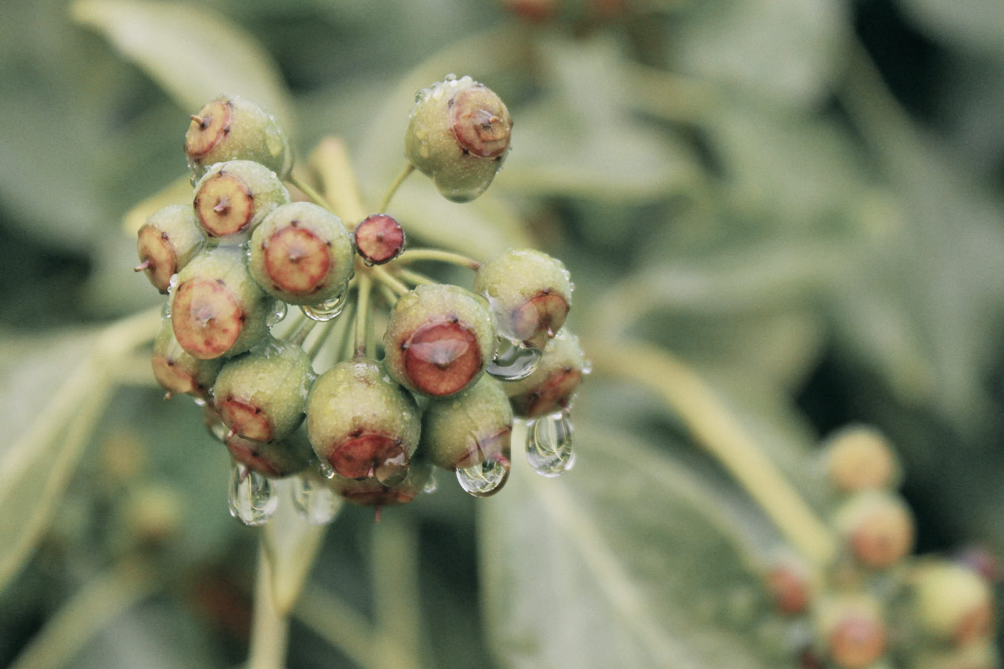 Plantas del Campo, photo © Amaury Cabrera