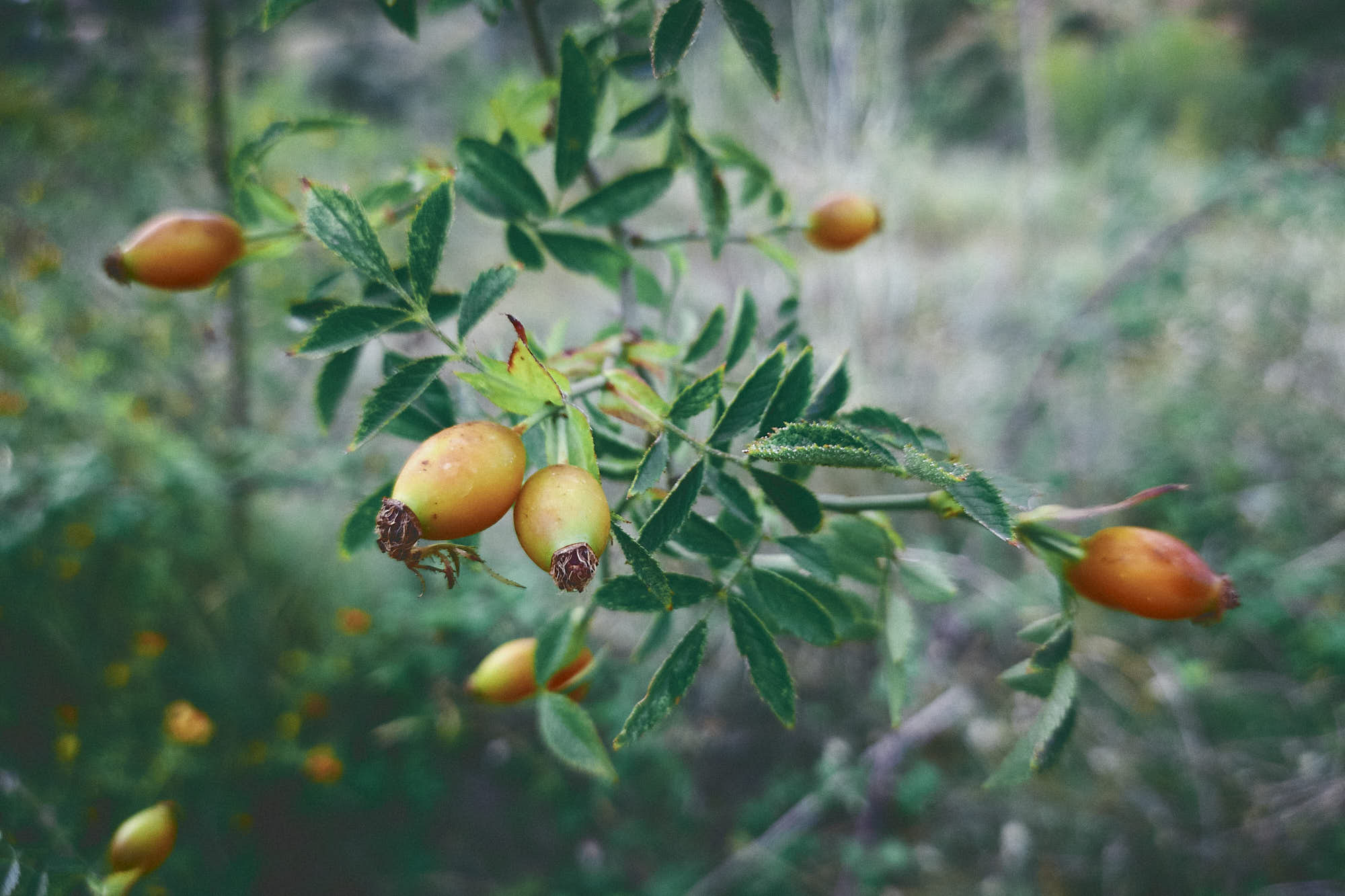 Plantas del Campo, photo © Amaury Cabrera