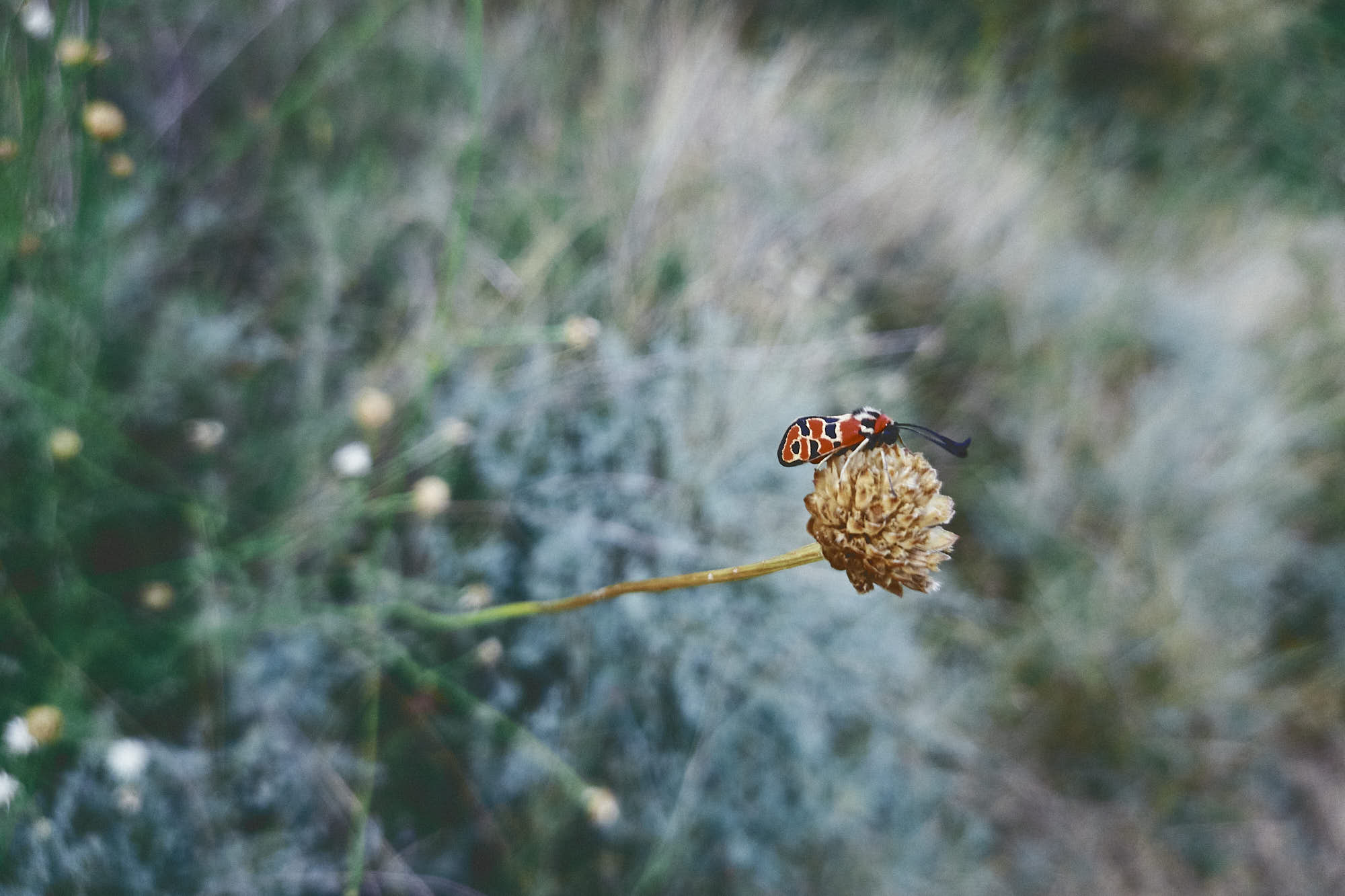 Plantas del Campo, photo © Amaury Cabrera